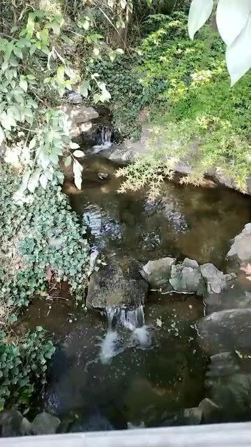 章鱼喷墨汁